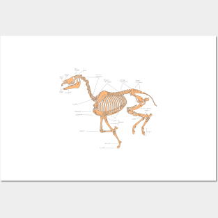 Skeleton horse anatomical sketch (tan) Posters and Art